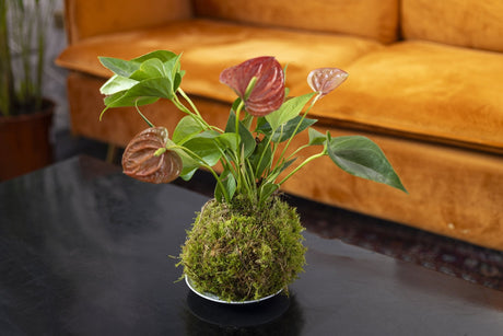 Entretien du kokedama : conseils et astuces pour le garder beau longtemps - La Green Touch