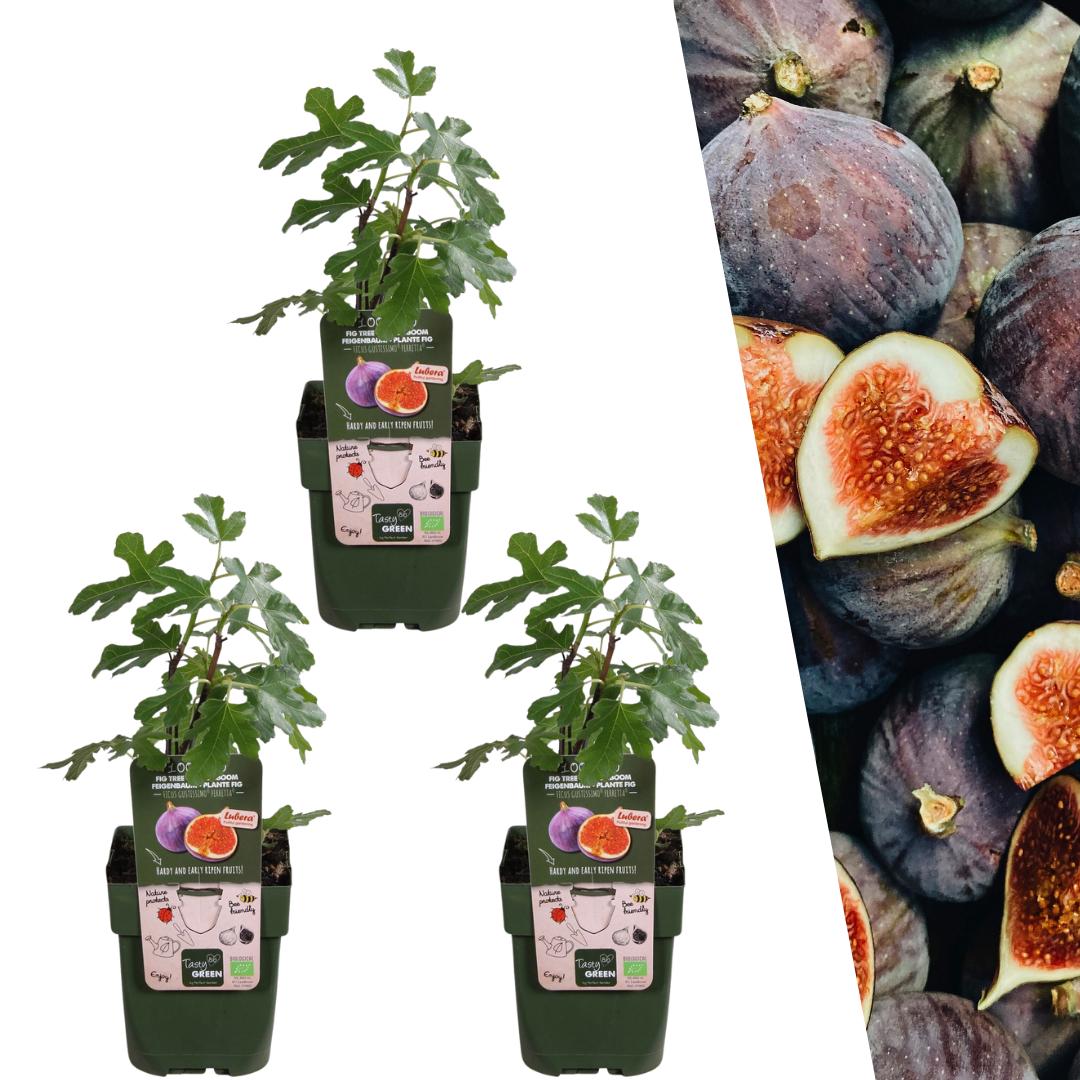 Entretien - Figuier (Ficus carica) : Guide pratique - La Green Touch