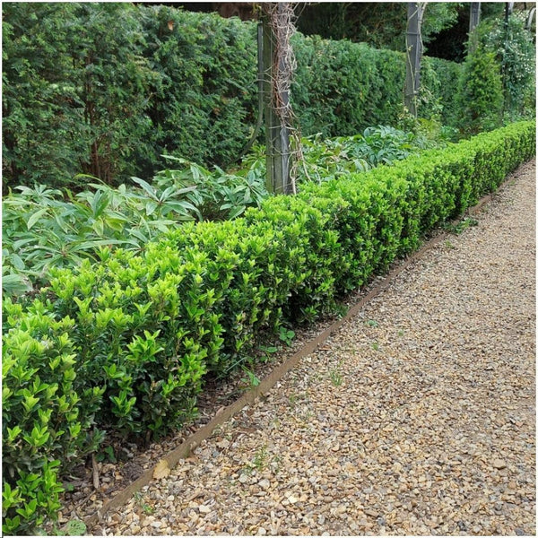 Entretien - Fusain Du Japon (Euonymus japonicus) : Guide pratique - La Green Touch