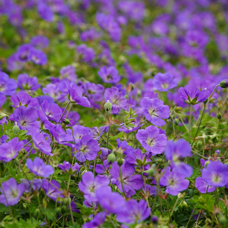 Entretien - Géranium Vivace (Geranium) : Guide pratique - La Green Touch