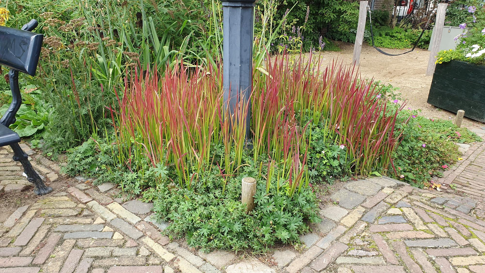 Entretien - Herbe Sanglante Japonaise (Imperata cylindrica) : Guide pratique - La Green Touch