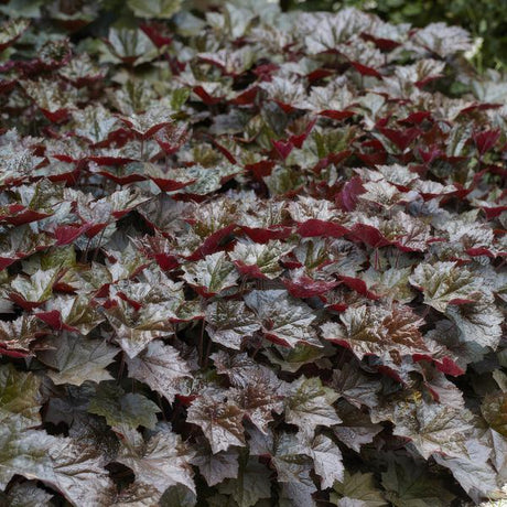 Entretien - Heuchère (Heuchera micrantha) : Guide pratique - La Green Touch