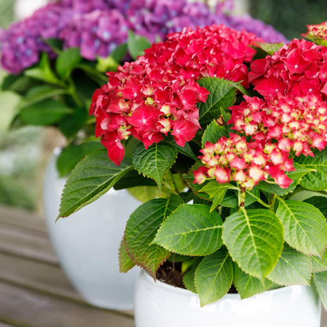 Entretien - Hortensia (Hydrangea) : Guide pratique - La Green Touch