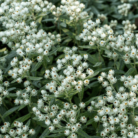 Entretien - Immortelle De L'Himalaya (Anaphalis triplinervis) : Guide pratique - La Green Touch