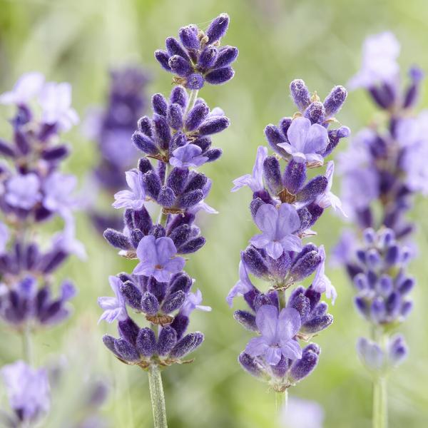 Entretien - Lavande Française (Lavandula angustifolia) : Guide pratique - La Green Touch