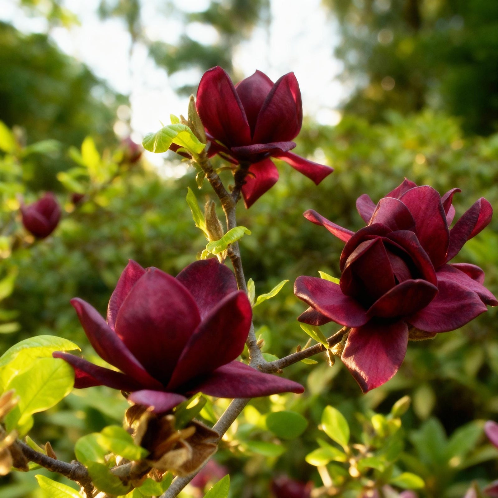 Entretien - Magnolia (Magnolia) : Guide pratique - La Green Touch