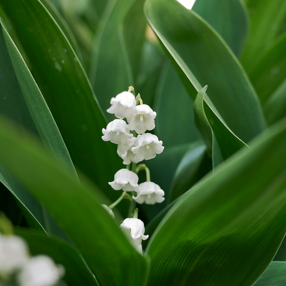 Entretien - Muguet (Convallaria majalis) : Guide pratique - La Green Touch
