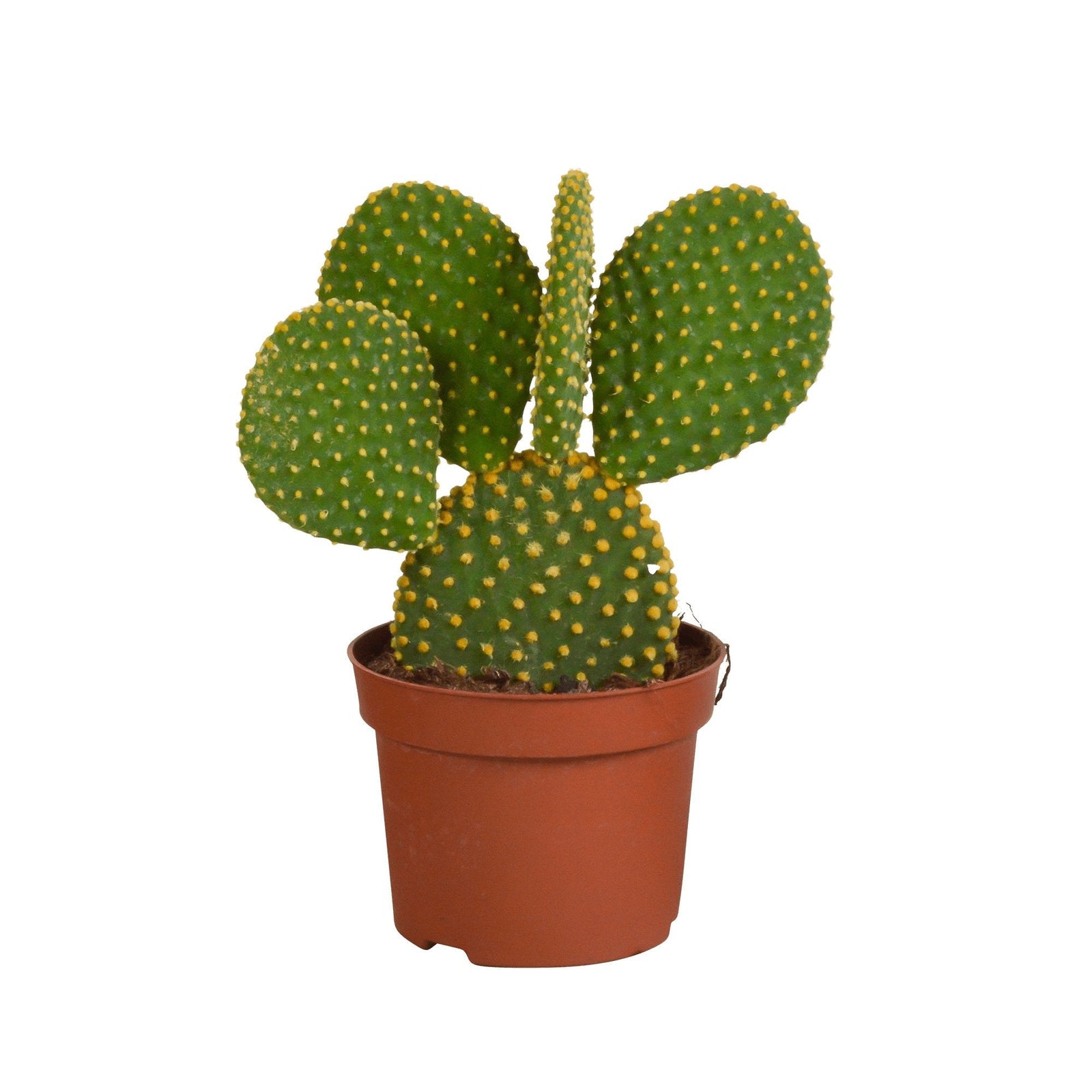 Entretien - Opuntia Microdasys: Guide pratique - La Green Touch