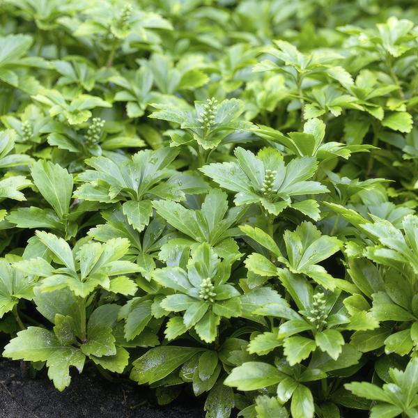 Entretien - Pachysandre Du Japon (Pachysandra terminalis) : Guide pratique - La Green Touch