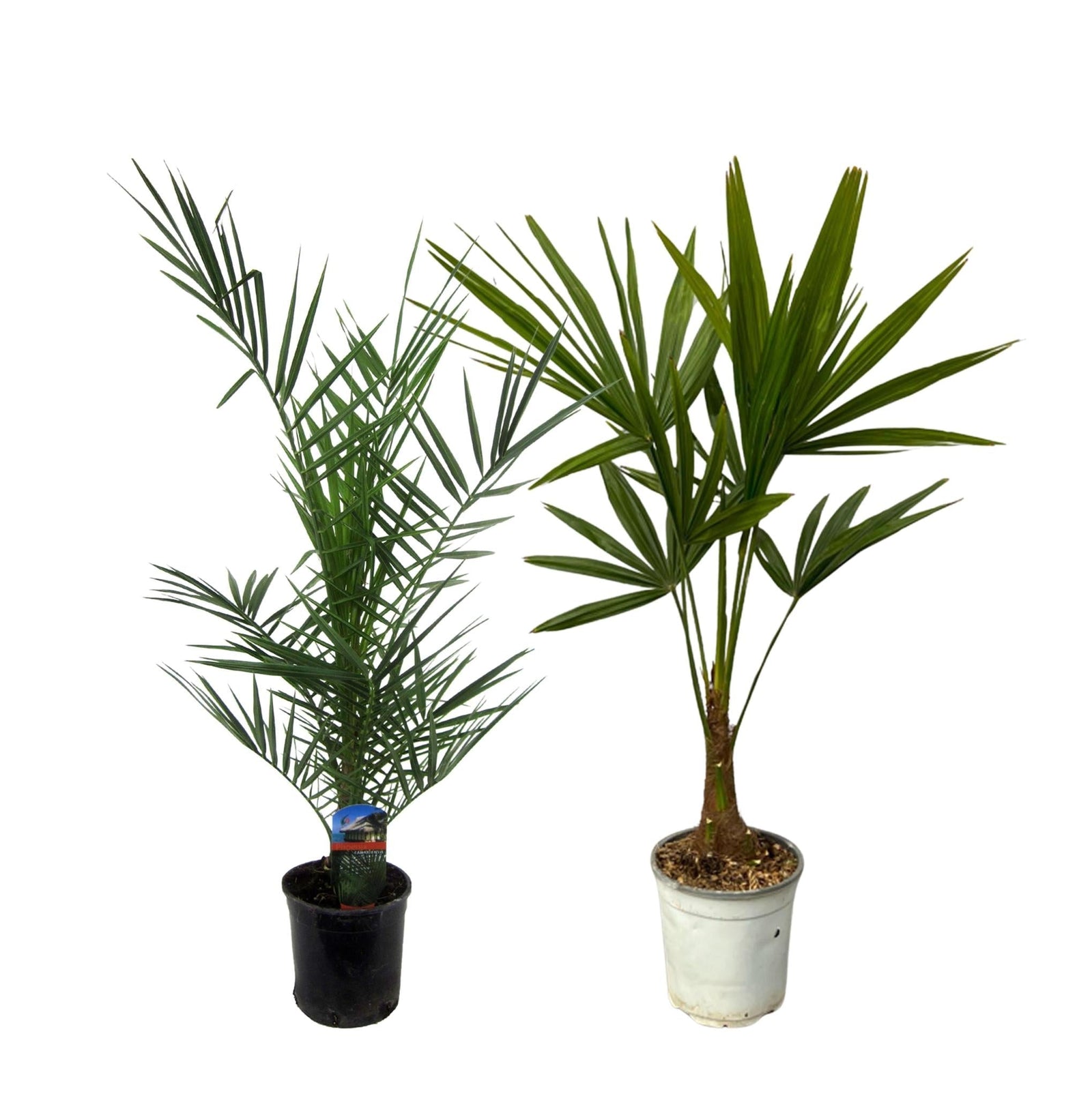 Entretien - Palmier Des Canaries Et Palmier De Chine (Phoenix canariensis & trachycarpus fortunei) : Guide pratique - La Green Touch