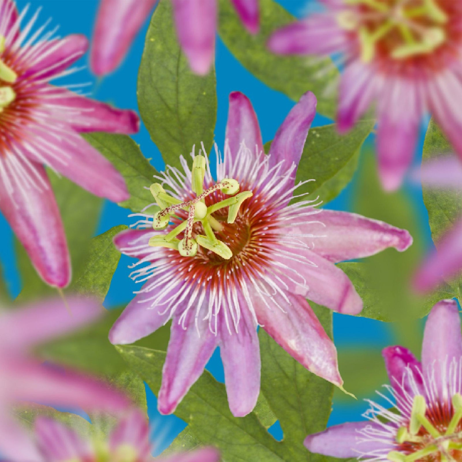Entretien - Passiflore (Passiflora) : Guide pratique - La Green Touch