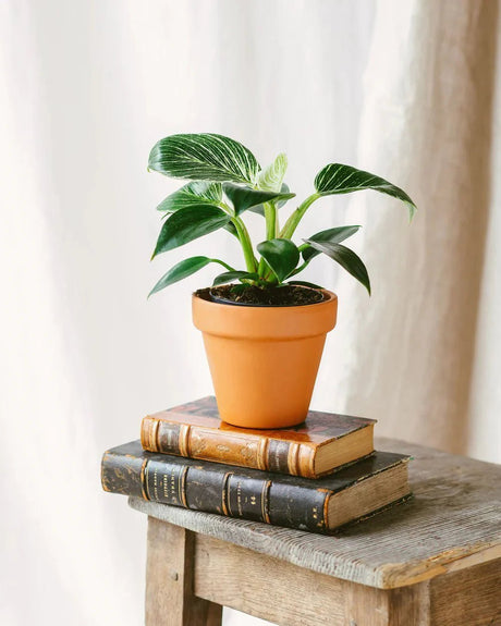 Entretien Philodendron Birkin - La Green Touch