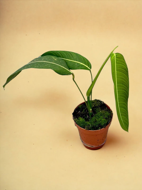 Entretien - Philodendron Heterocraspedon: Guide pratique - La Green Touch