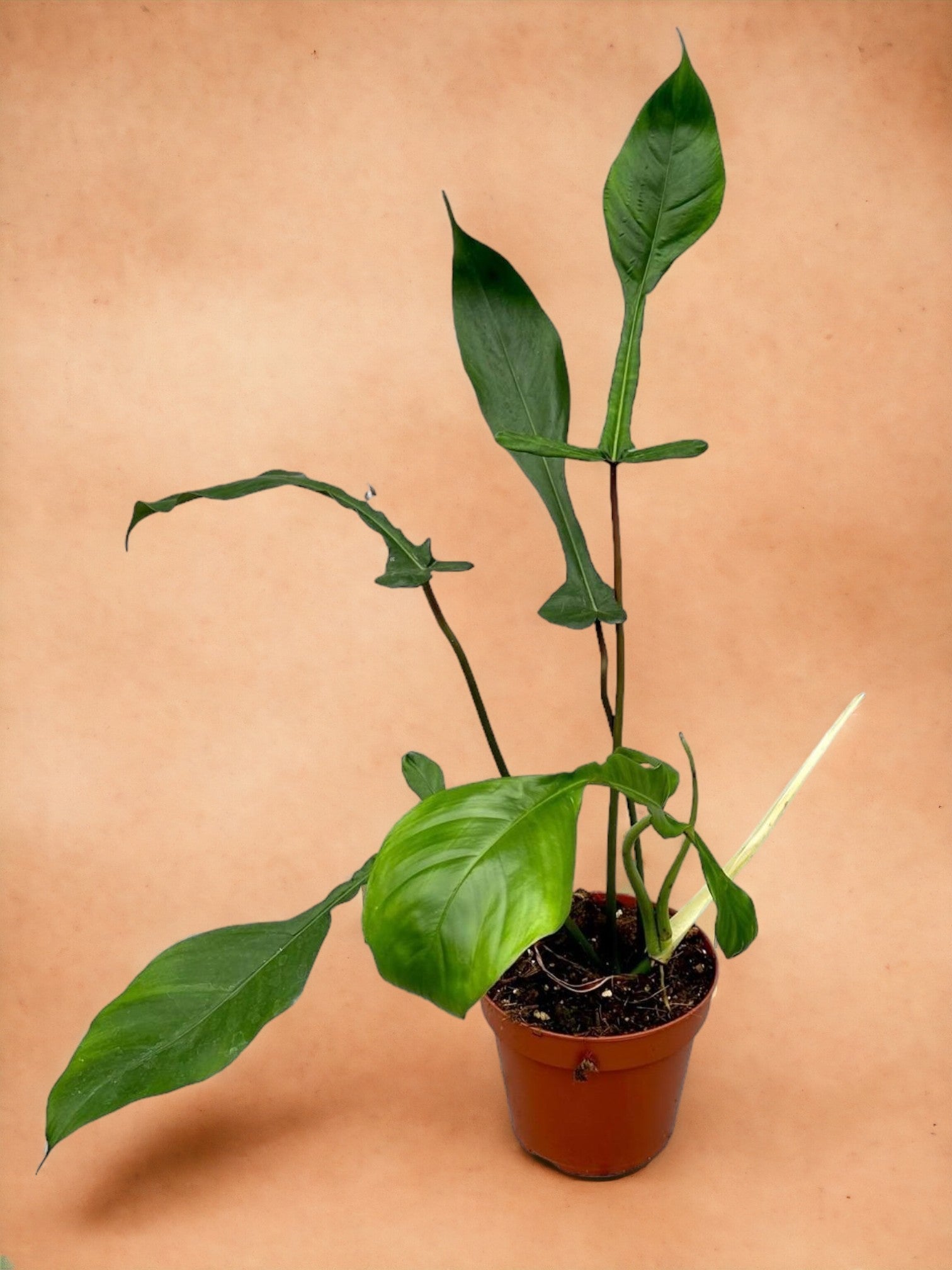 Entretien - Philodendron Joepii: Guide pratique - La Green Touch