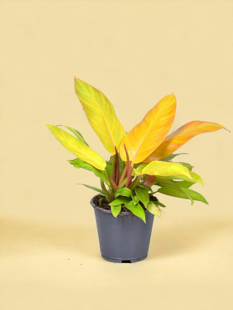 Entretien - Philodendron Prince Of Orange: Guide pratique - La Green Touch