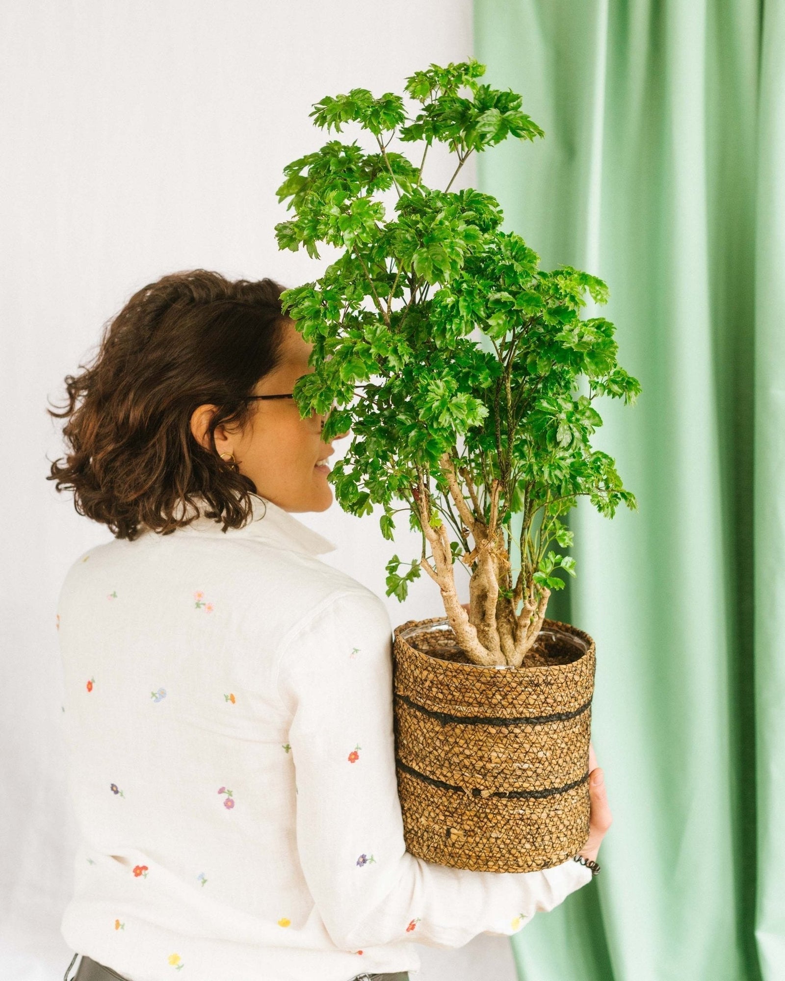 Entretien - Polyscias Roble: Guide pratique - La Green Touch