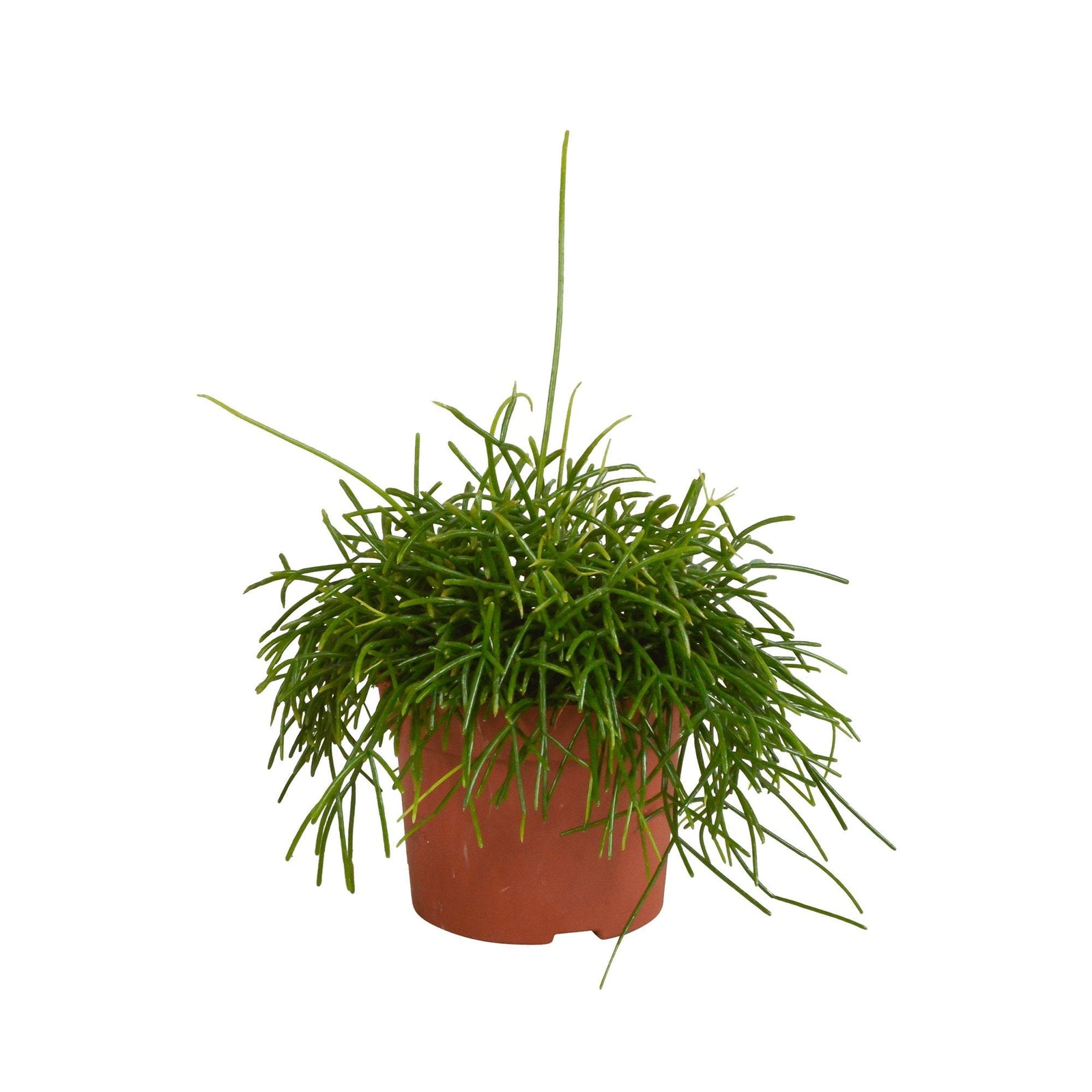 Entretien - Rhipsalis Oasis: Guide pratique - La Green Touch
