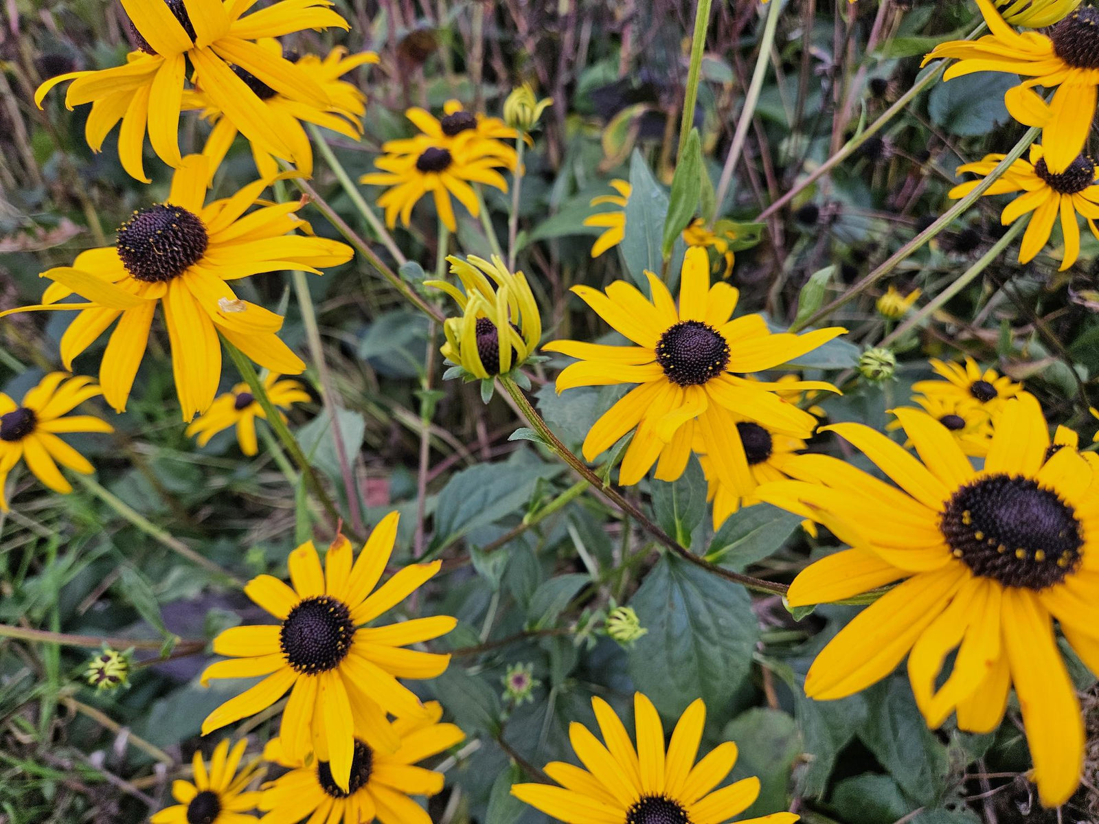 Entretien - Rudbeckie (Rudbeckia fulgida) : Guide pratique - La Green Touch