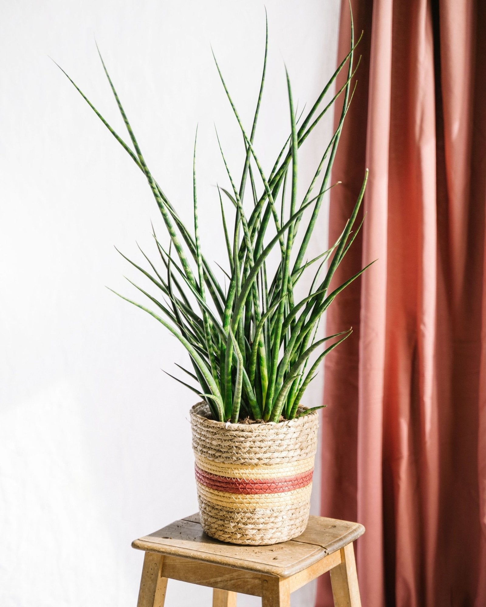 Entretien - Sansevieria Punk: Guide pratique - La Green Touch