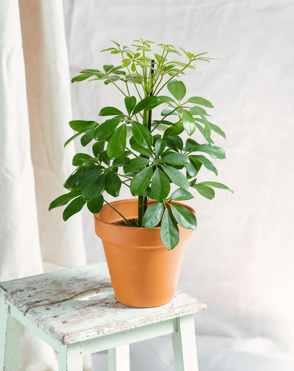 Entretien de Schefflera Gold Capella - La Green Touch