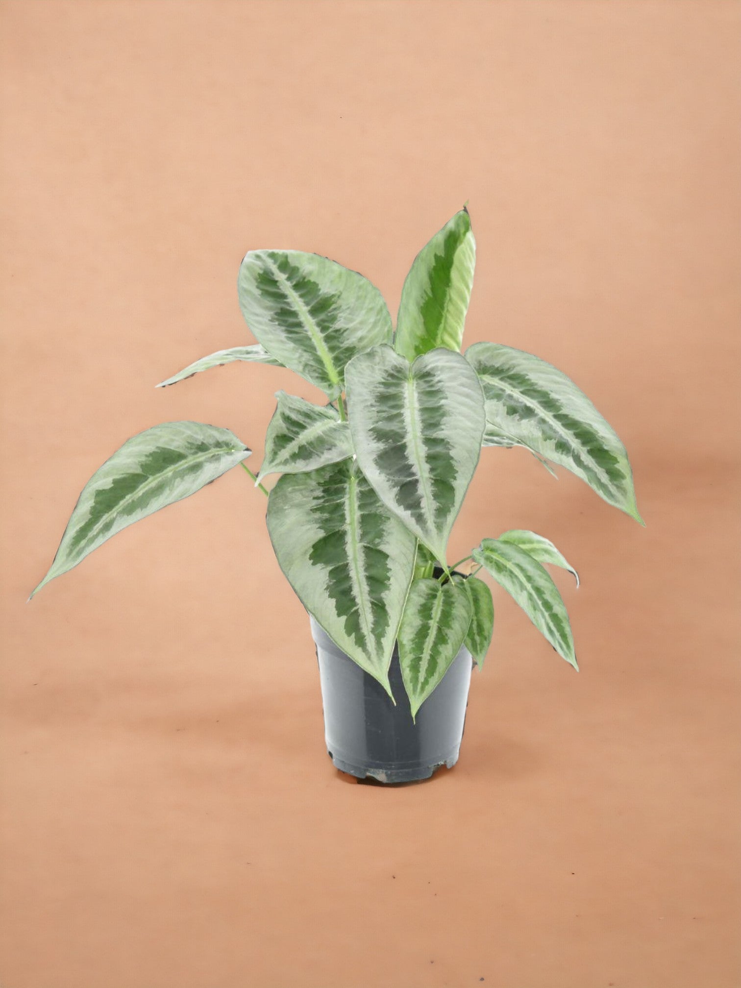 Entretien - Schismatoglosttis Mottleyana: Guide pratique - La Green Touch