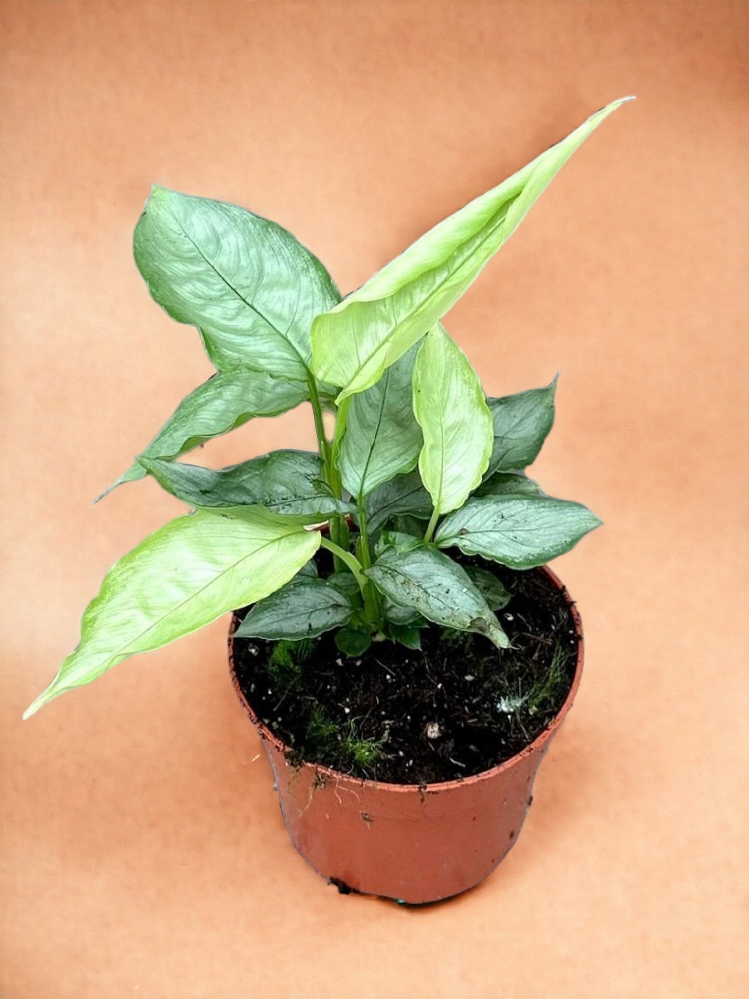 Entretien - Schismatoglottis Sp Silver Form: Guide pratique - La Green Touch