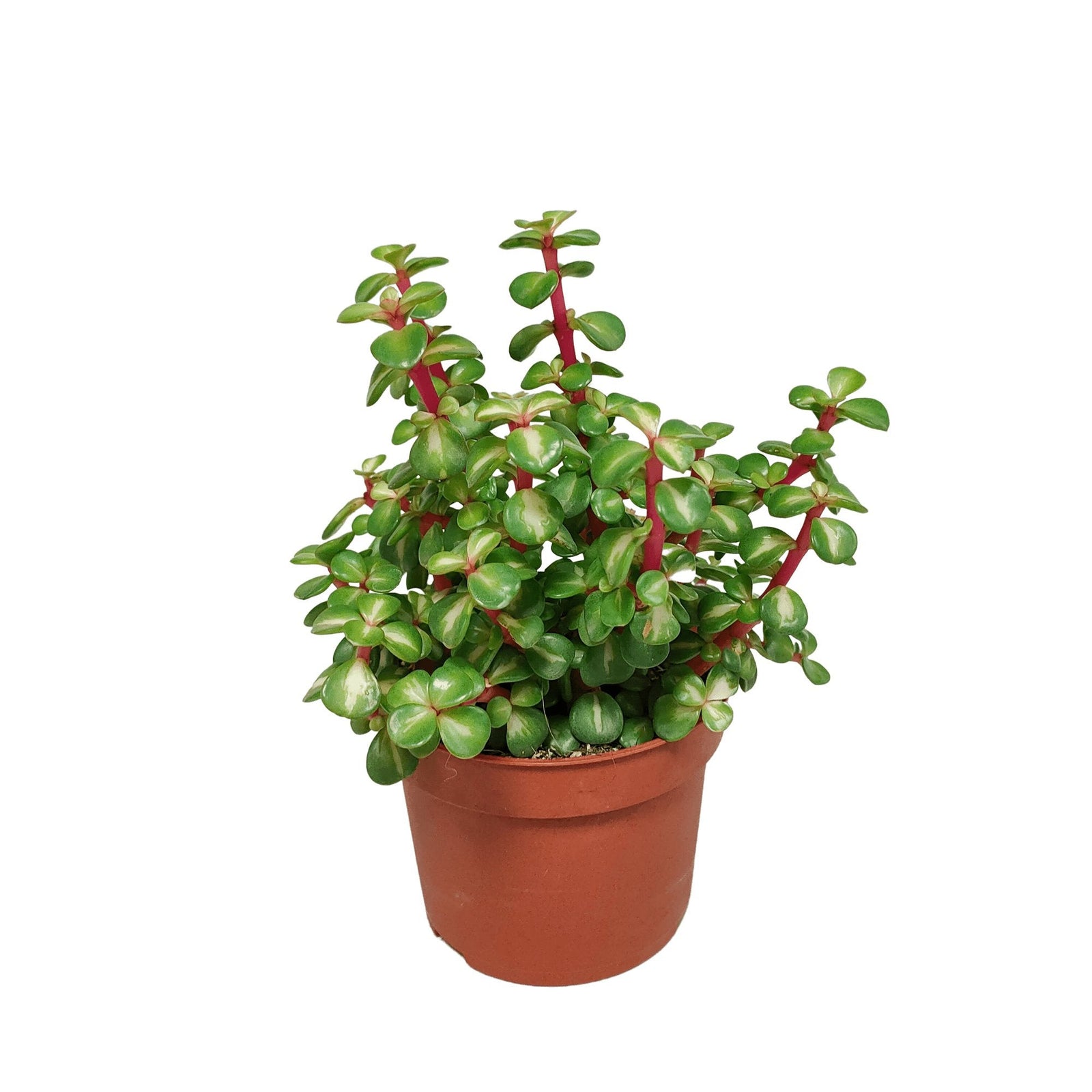 Entretien - Succulente Portulacaria Afra Variegata: Guide pratique - La Green Touch