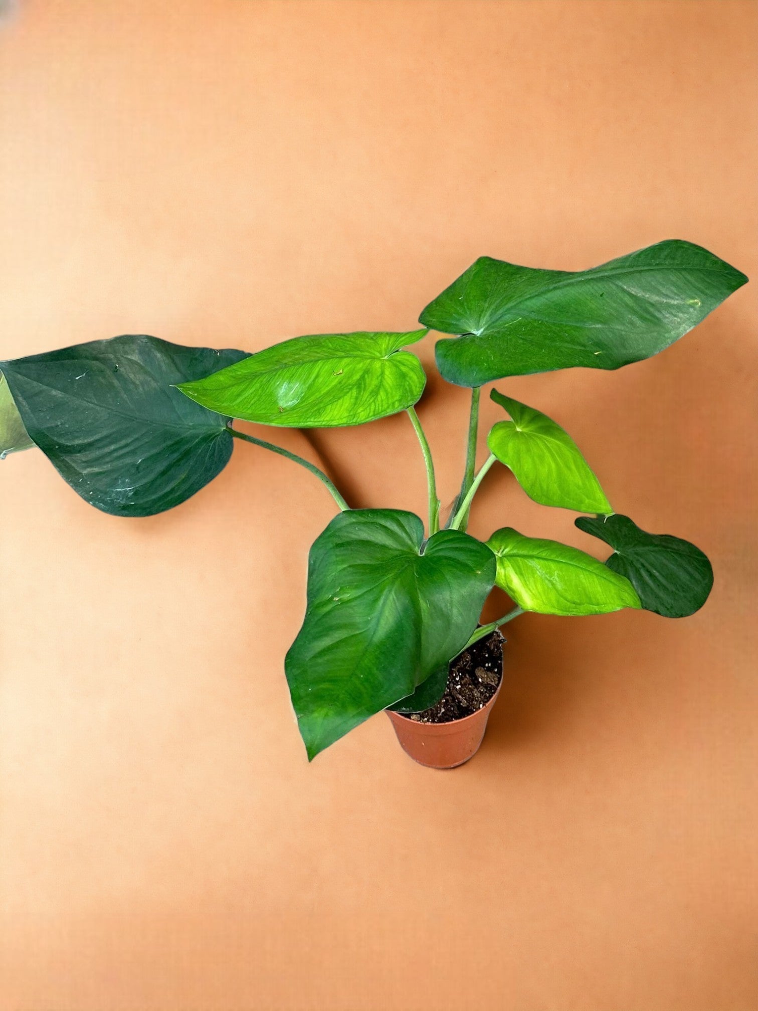 Entretien - Syngonium Chiapense: Guide pratique - La Green Touch