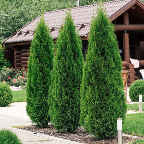 Entretien - Thuya Occidental (Thuja occidentalis) : Guide pratique - La Green Touch