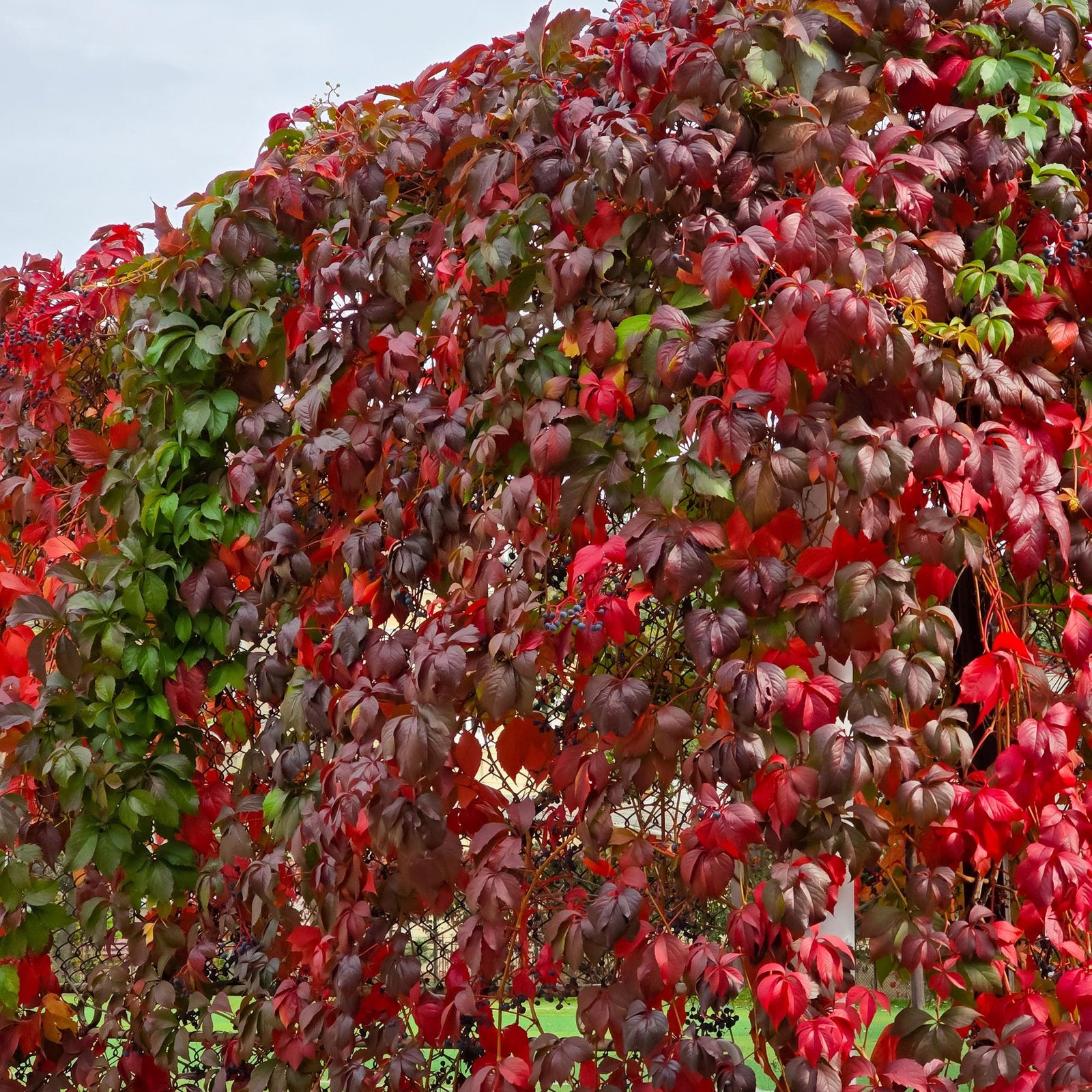 Entretien - Vigne Vierge (Parthenocissus quinquefolia) : Guide pratique - La Green Touch