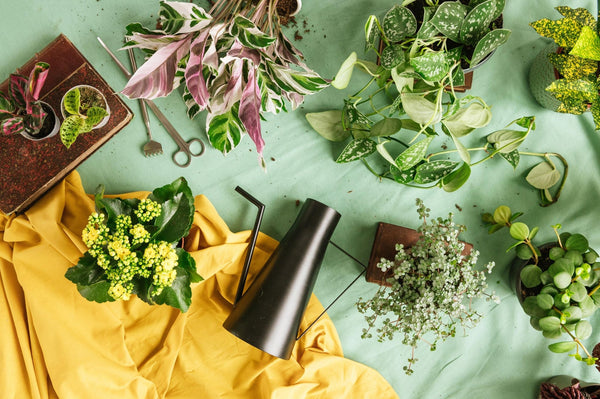 Tailler et fertiliser ses plantes d’intérieur au printemps : les gestes essentiels - La Green Touch