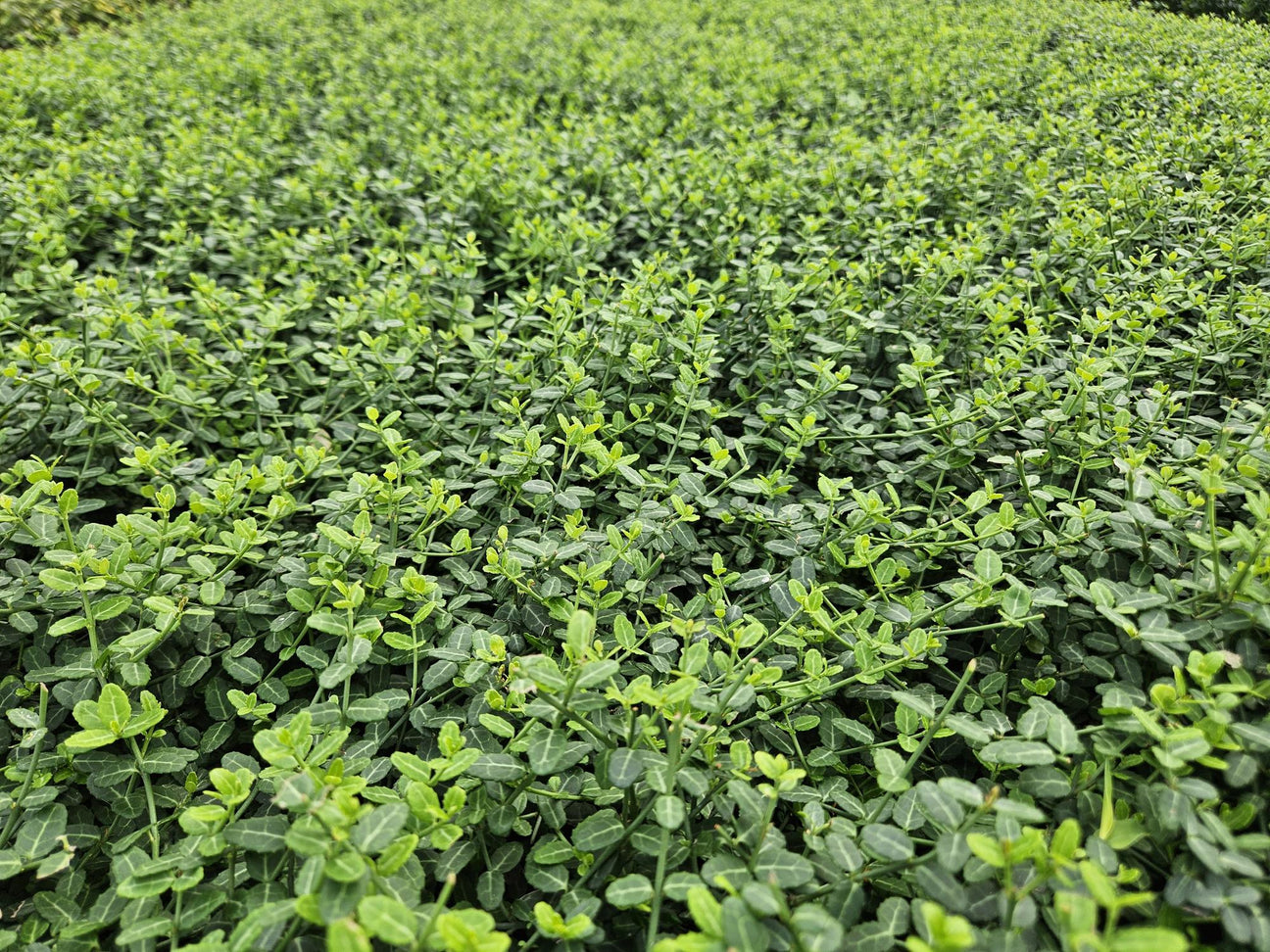 Euonymus Fusain - La Green Touch