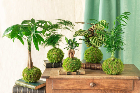 Kokedama