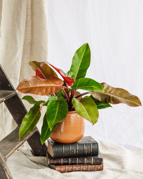 Philodendron