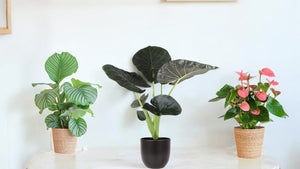 Plantes vertes & pot