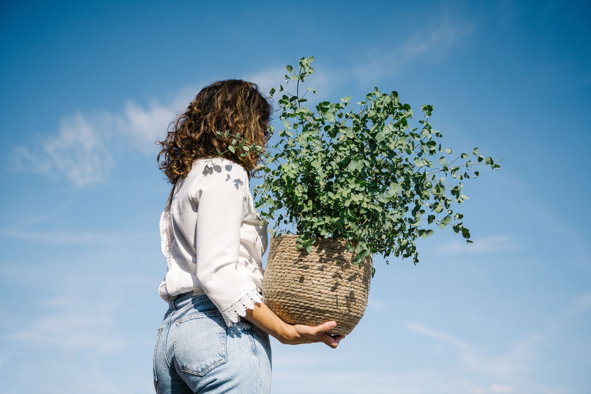 Plantes d'extérieur - La Green Touch
