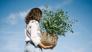 Plantes d'extérieur : La sélection Meergroothandel