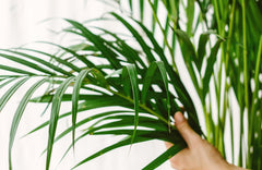 Plantes d'interieur dépolluantes - La Green Touch