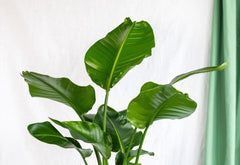 Plantes d'intérieur faciles d'entretien - La Green Touch