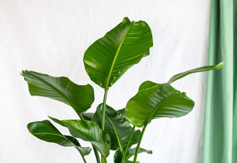 Plantes facile d'entretien