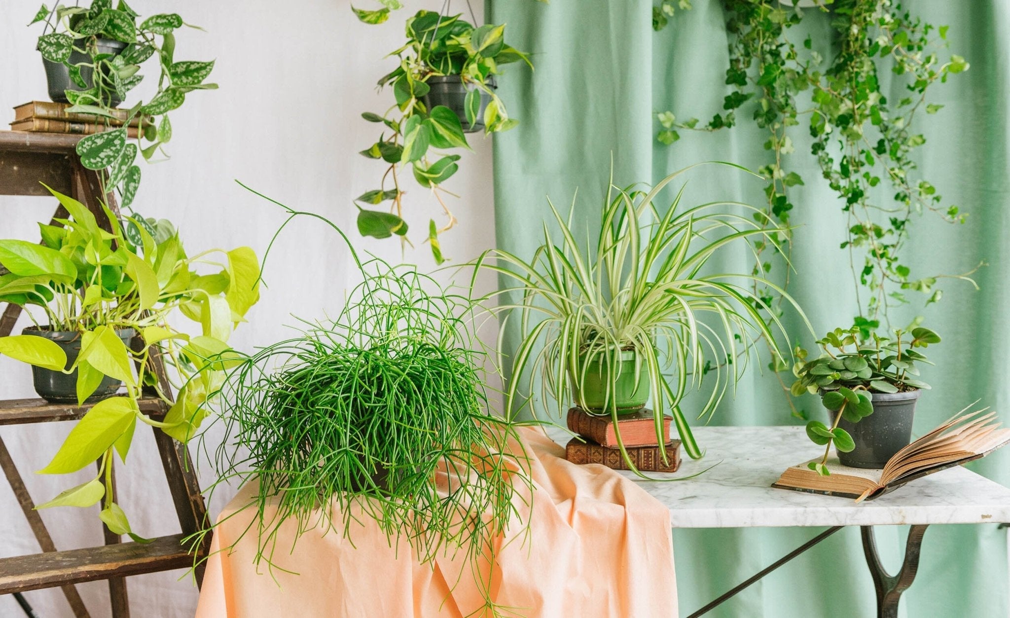 Plantes tombantes - La Green Touch