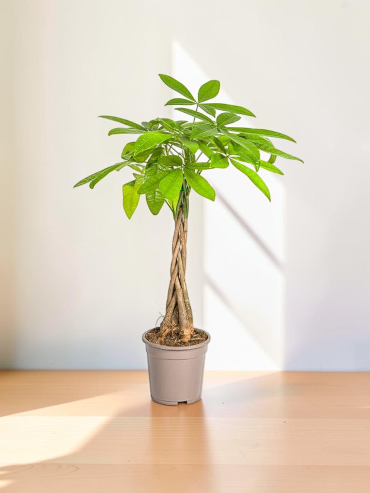 Pachira Aquatica Ø19cm - ↕80cm