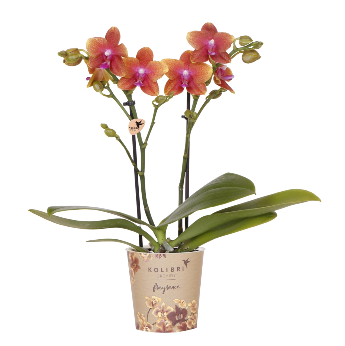 Orchidée Phalaenopsis orange parfumée Fragrance Bolgheri - H 37 cm, pot Ø9 cm