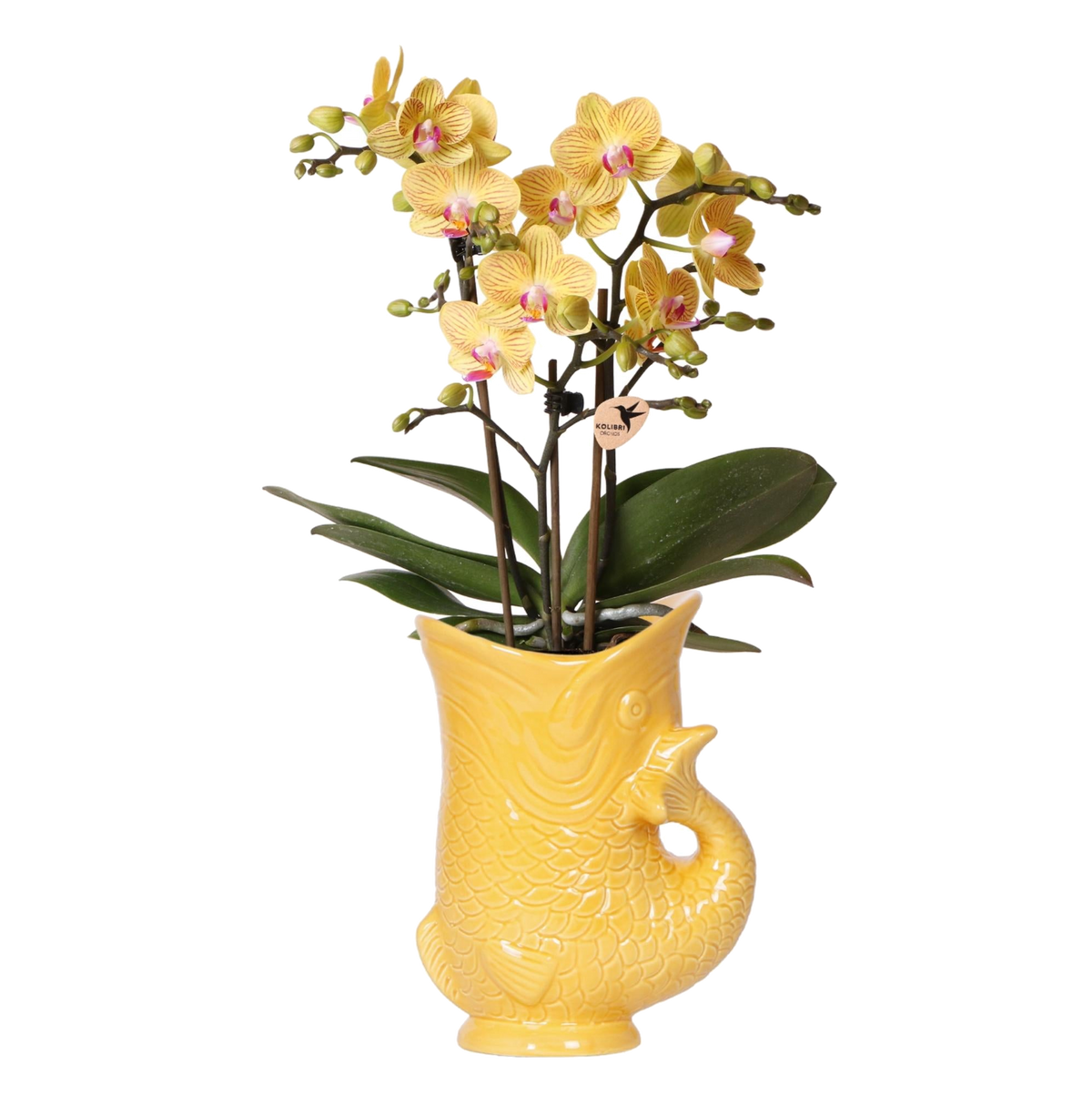 Orchidée Phalaenopsis jaune Blossom Lima en cache-pot poisson jaune orangé - H 45 cm, pot Ø9 cm