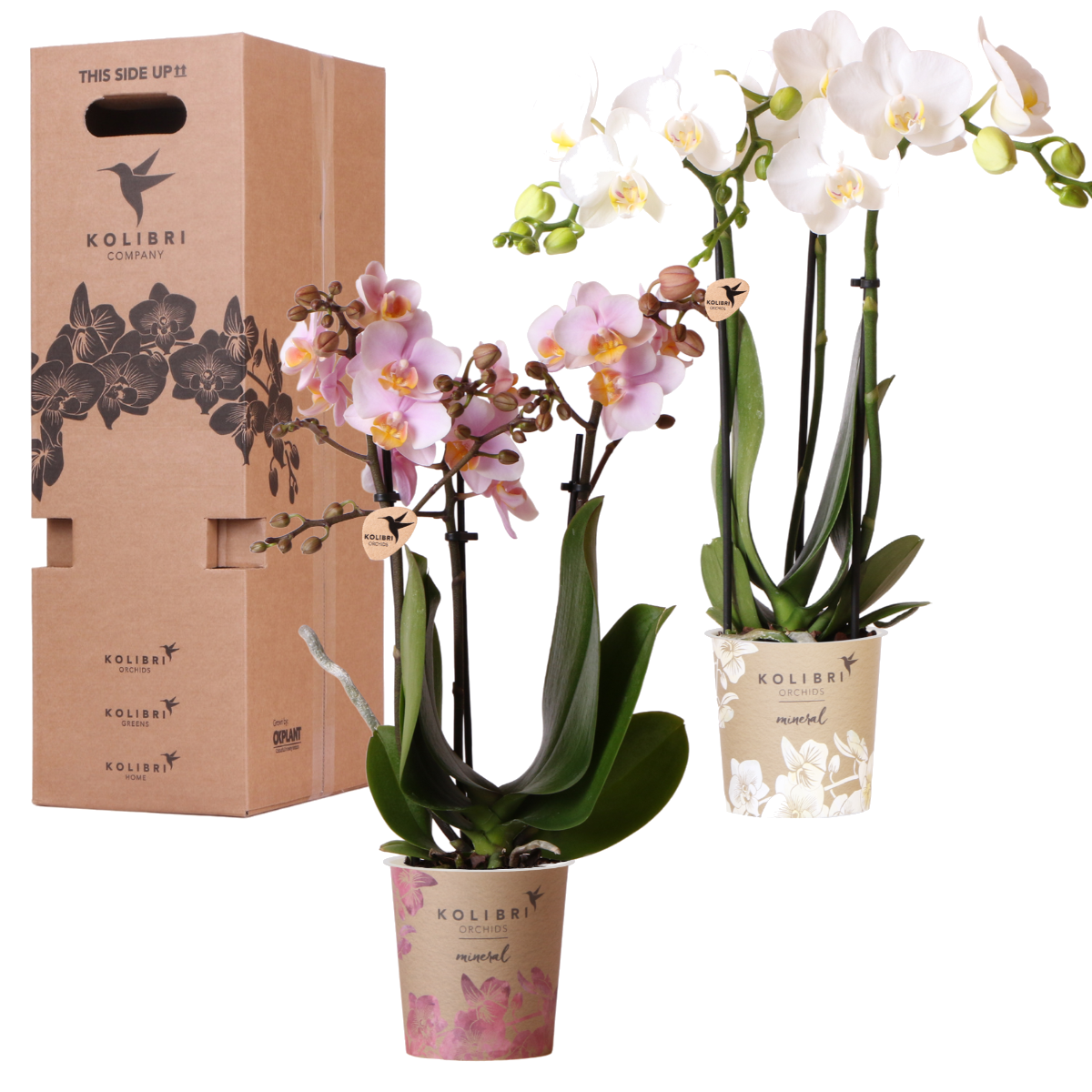 Orchidées surprise en mélange - 2 Phalaenopsis différentes - H 35 cm, pot Ø9 cm