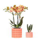 Set orchidée Jamaica orange et Stapelia - cache-pots Poppy orange - H 35 cm
