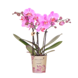 Orchidée Phalaenopsis violette et rose Mineral Frederikstad - H 35 cm, pot Ø9 cm