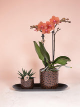 Kolibri Orchids | Geschenkset Leopard | Bolzano Orchidee orange Ø9cm + Grünpflanze Ø6cm – inkl. Leopard Übertöpfe & schwarzes Tablett – frisch vom Züchter