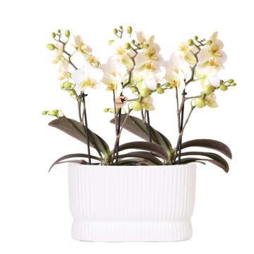 Kolibri Orchids | Weißes Orchideen-Set im Dekotopf Diabolo Twin | 2 x weiße Lausanne-Orchideen Ø9cm