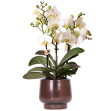 Orchidée Phalaenopsis blanche Blossom Lausanne avec cache-pot Scandic cuivre - H 40 cm, pot Ø9 cm